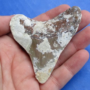 Natural, Uncleaned 2-5/8" x 2-1/4" Megalodon Tooth - $20