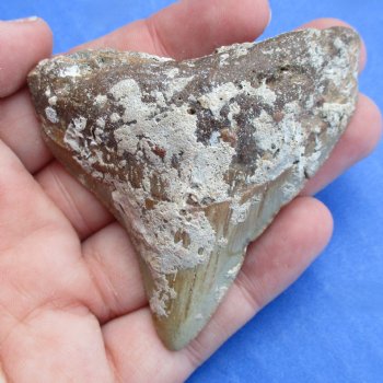 Natural, Uncleaned 2-1/2" x 2-1/4" Megalodon Tooth - $20