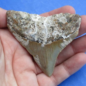 Natural, Uncleaned 2-1/2" x 2-1/4" Megalodon Tooth - $20