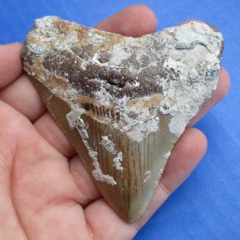 Natural, Uncleaned 2-7/8" x 2-1/2" Megalodon Tooth - $20