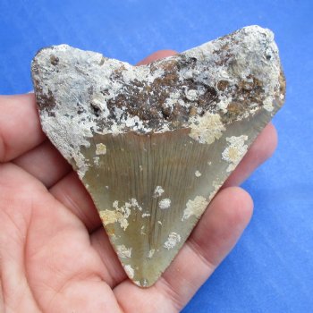 Natural, Uncleaned 2-7/8" x 2-1/2" Megalodon Tooth - $20