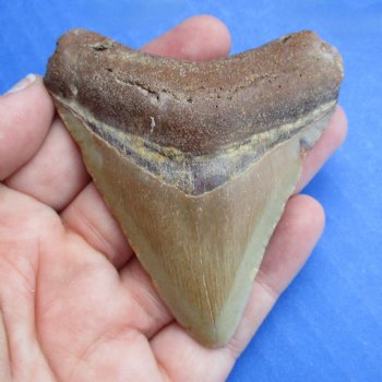 High Quality 3" x 2-1/2" Megalodon Tooth - $50