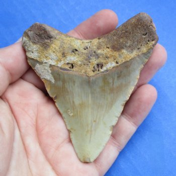 High Quality 3" x 2-1/2" Megalodon Tooth - $50