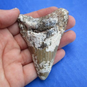 Natural, Uncleaned 2-7/8" x 2" Megalodon Tooth - $20