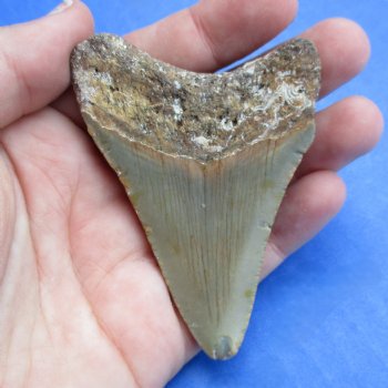 Natural, Uncleaned 2-7/8" x 2" Megalodon Tooth - $20