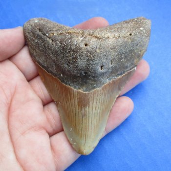 High Quality 3-1/8" x 2-3/4" Megalodon Tooth - $50