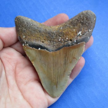 High Quality 3-1/8" x 2-3/4" Megalodon Tooth - $50