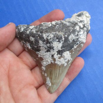 Natural, Uncleaned 2-7/8" x 2-1/2" Megalodon Tooth - $20