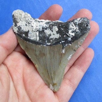 Natural, Uncleaned 2-7/8" x 2-1/2" Megalodon Tooth - $20