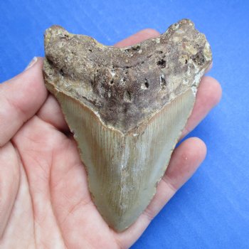 High Quality 3-1/2" x 2-5/8" Megalodon Tooth - $60