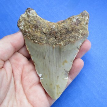 High Quality 3-1/2" x 2-5/8" Megalodon Tooth - $60