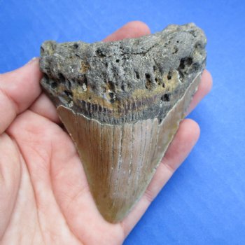 High Quality 3-1/2" x 2-3/4" Megalodon Tooth - $60