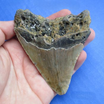 High Quality 3-1/2" x 2-3/4" Megalodon Tooth - $60