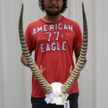 Waterbuck Skull Plate with 25" Horns - $100