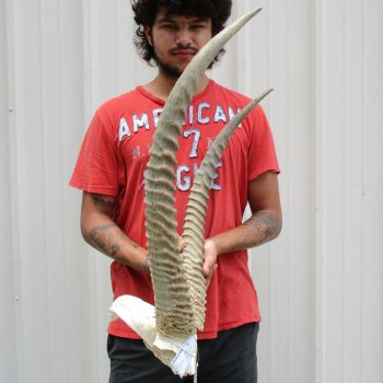 Waterbuck Skull Plate with 25" Horns - $100