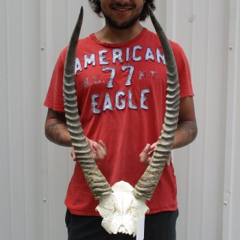 Waterbuck Skull Plate with 24" Horns - $100