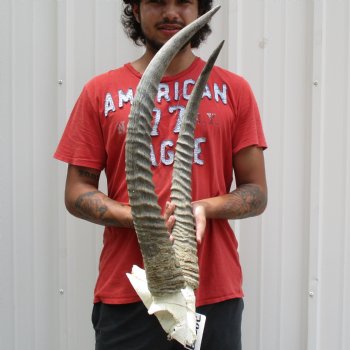 Waterbuck Skull Plate with 24" Horns - $100