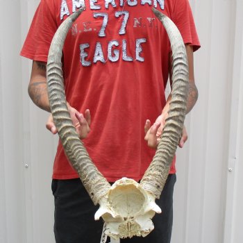 Waterbuck Skull Plate with 24" Horns - $100