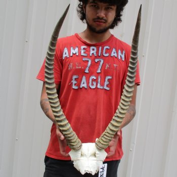 Waterbuck Skull Plate with 25" Horns - $100