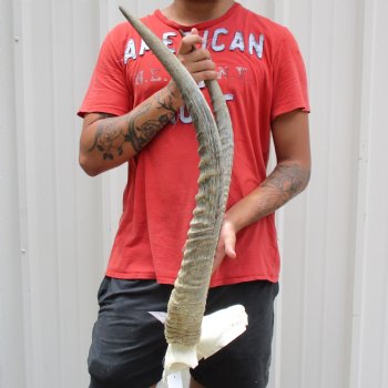 Waterbuck Skull Plate with 25" Horns - $100