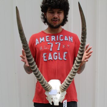 Waterbuck Skull Plate with 29" Horns - $100