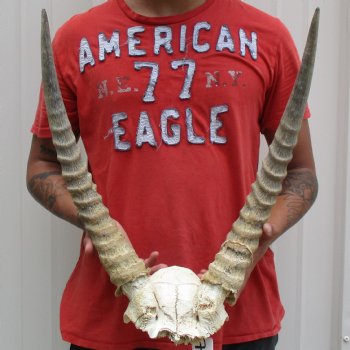 B-Grade Waterbuck Skull Plate with 18" Horns - $60