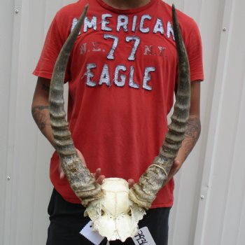 B-Grade Waterbuck Skull Plate with 21" Horns - $60