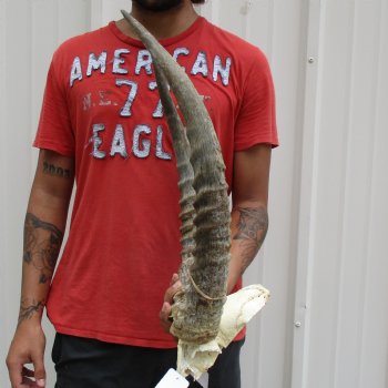 B-Grade Waterbuck Skull Plate with 21" Horns - $60