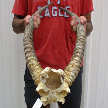 B-Grade Waterbuck Skull Plate with 22" Horns - $60