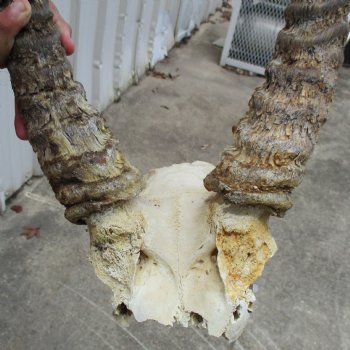 B-Grade Waterbuck Skull Plate with 22" Horns - $60