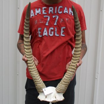 B-Grade Waterbuck Skull Plate with 24" & 25" Horns - $60