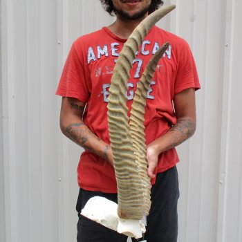 B-Grade Waterbuck Skull Plate with 24" & 25" Horns - $60