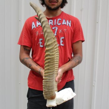 B-Grade Waterbuck Skull Plate with 24" & 25" Horns - $60