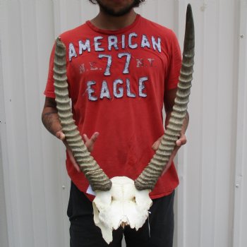 B-Grade Waterbuck Skull Plate with 19" & 23" Horns - $60