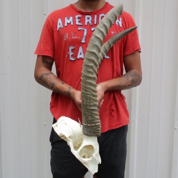 B-Grade Waterbuck Skull Plate with 19" & 23" Horns - $60