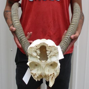 B-Grade Waterbuck Skull Plate with 19" & 23" Horns - $60