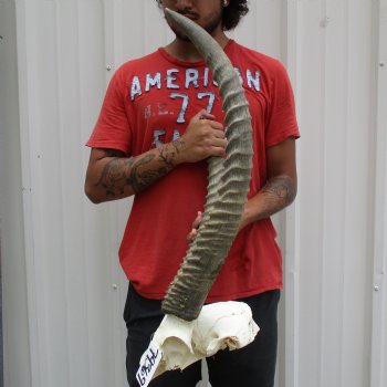 B-Grade Waterbuck Skull Plate with 19" & 23" Horns - $60