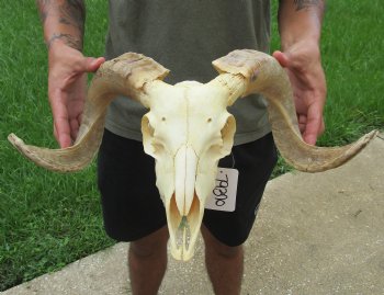 Authentic African Merino Ram/Sheep Skull with 19 inch Horns for sale - $155