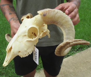 Authentic African Merino Ram/Sheep Skull with 19 inch Horns for sale - $155