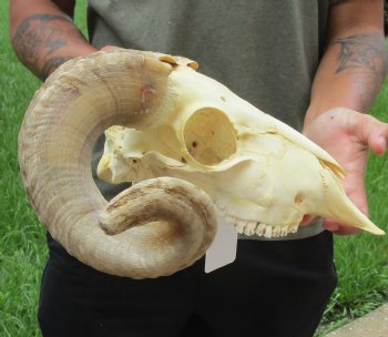 Authentic African Merino Ram/Sheep Skull with 19 inch Horns for sale - $155