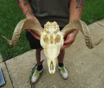 Authentic African Merino Ram/Sheep Skull with 19 inch Horns for sale - $155