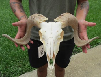 African Merino Ram/Sheep Skull with 20 inch Horns For Sale for $155