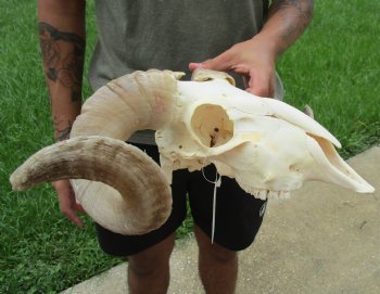 African Merino Ram/Sheep Skull with 20 inch Horns For Sale for $155