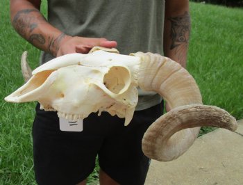 African Merino Ram/Sheep Skull with 20 inch Horns For Sale for $155