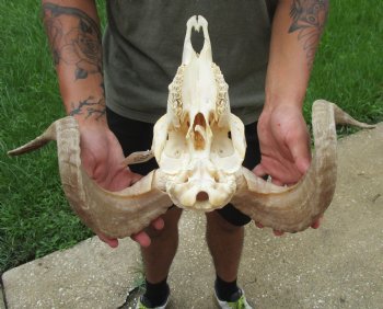 African Merino Ram/Sheep Skull with 20 inch Horns For Sale for $155