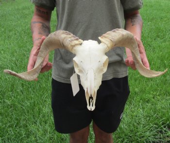 Buy this Authentic African Merino Ram/Sheep Skull with 19 inch Horns for $155