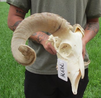 Buy this Authentic African Merino Ram/Sheep Skull with 19 inch Horns for $155