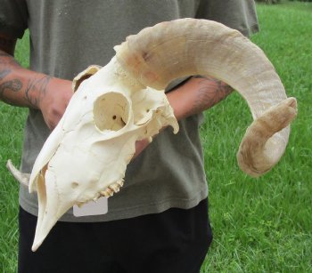 Buy this Authentic African Merino Ram/Sheep Skull with 19 inch Horns for $155