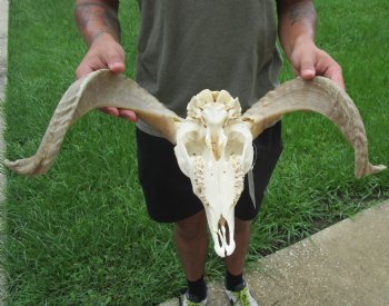 Buy this Authentic African Merino Ram/Sheep Skull with 19 inch Horns for $155