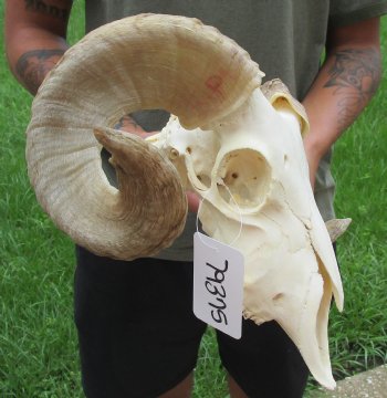 Buy this Authentic African Merino Ram/Sheep Skull with 19 inch Horns for $155